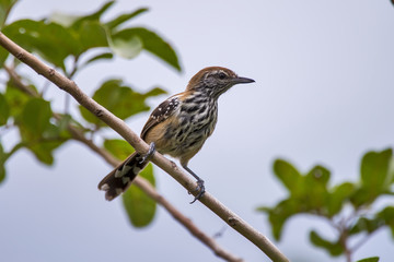 Papa-formiga-vermelho (Formicivora rufa) | Rusty-backed Antwren photographed in Guarapari, Espírito Santo - Southeast of Brazil. Atlantic Forest Biome.