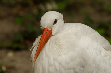 Portrait of a stork