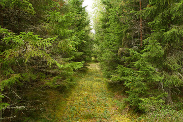 Green natural forest road gound through pines in summer.