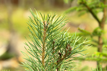 Small natural pine branch in forest.
