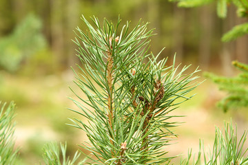 Small pine brach top.