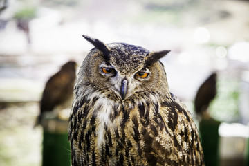 Royal owl in a display of birds of prey, power and size