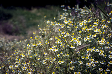 Daisy meadow