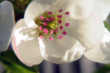 Flowering pears