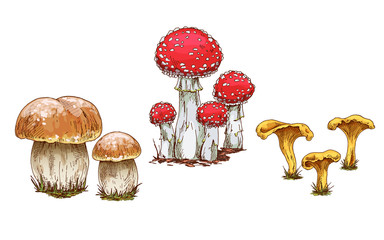 Mushrooms orange cap boletus, fly agaric and chanterelles isolated on white background. Vector