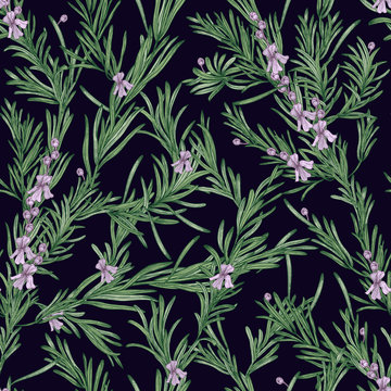 Natural seamless pattern with green rosemary plants and blooming flowers on black background. Wild herb hand drawn in vintage style. Vector illustration for wallpaper, textile print, backdrop.