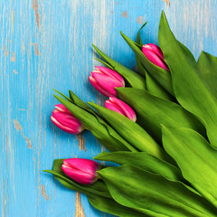 Pink tulips on blue wooden background. Spring or easter concept. Space for text