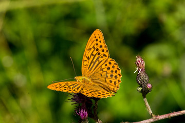dostojka 004 © Przemyslaw Koroza