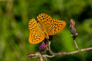 dostojka 003 © Przemyslaw Koroza