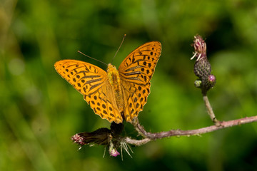 dostojka 001 © Przemyslaw Koroza