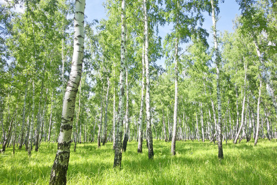 Fototapeta birch forest