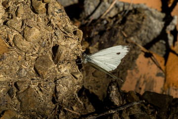 bielinek 002 © Przemyslaw Koroza