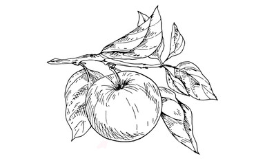 Contoured apple on a branch with leaves. Vector