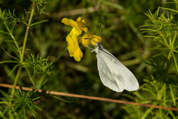 bielinek 001 © Przemyslaw Koroza