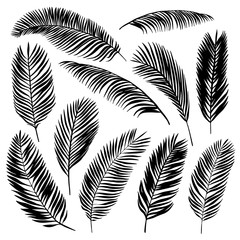 Set of palm leaves. Vector illustration.