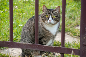 Obraz premium Adult fluffy cat sitting on green grass behind fence rods