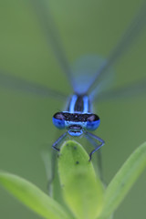 Azurjungfer sitzt auf Blatt (Coenagrion)