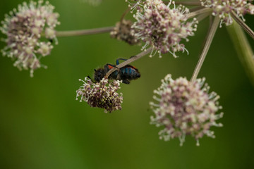 strangalia plamista