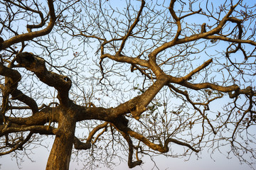Fototapeta premium Dry branches of Idian almond tree