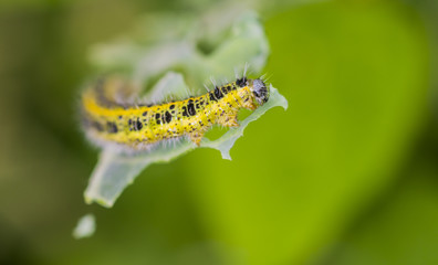Kohlweißling Raupe