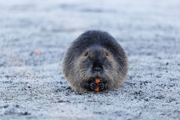 Nutria