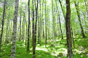 Fototapeta na wymiar beech forest