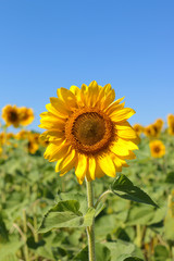 Fototapeta premium One large sunflower in the center of the frame against the blue sky and field of sunflowers. Summer harvest of August