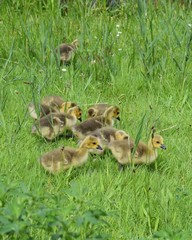 Geese and gosling, baby goose