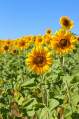 Two bright sunflower flowers against a blue sky and a field of sunflowers in August in late summer