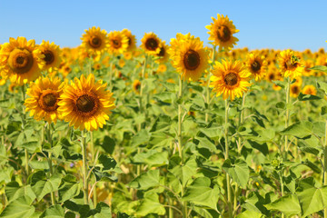 Obraz premium Yellow field with sunflowers. On one sunflower in the foreground sits a red ladybug.