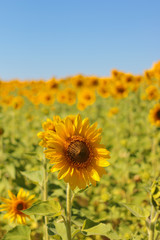 Fototapeta premium One large sunflower against the background of a field with other sunflowers on a sunny summer day, behind a blue sky
