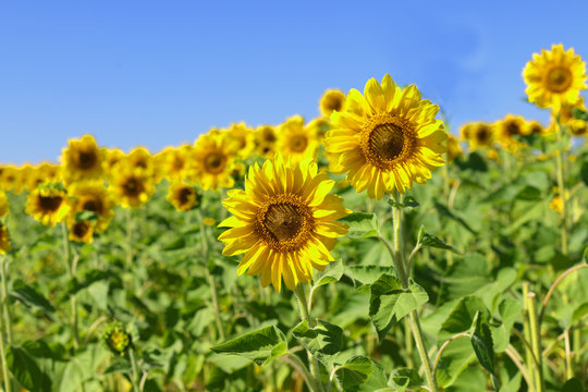 Two large flowers of a sunflower close-up on a field of sunflowers against a blue sky on a sunny day