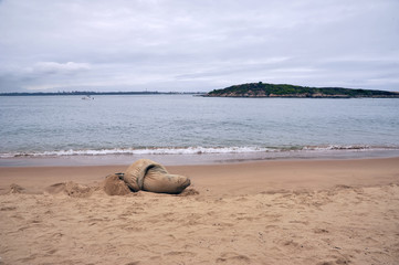 Fototapeta na wymiar Elefante-marinho-do-sul (Mirounga leonina) | Southern elephant seal photographed in Vitória, Espírito Santo - Southeast of Brazil. Atlantic Forest Biome.