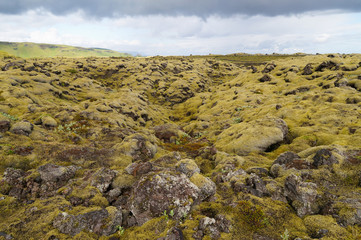 Lava field covered with green moss,Iceland.