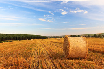 Hay and straw bales in field