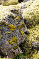 Lava field covered with green moss,Iceland.
