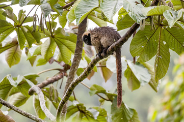 Guigó (Callicebus personatus) | Masked titi monkey photographed in Santa Teresa, Espírito Santo - Southeast of Brazil. Atlantic Forest Biome.
