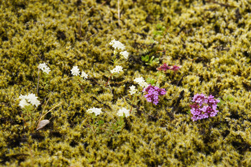 Obraz premium Lava field covered with green moss and flowers,Iceland.