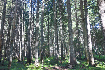 pine forest