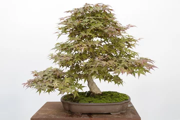 Crédence de cuisine en verre imprimé Bonsaï Érable du Japon (Acer palmatum) bonsaï isolé sur blanc