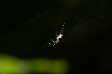 Spinne