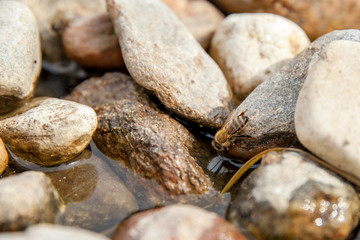 Fototapeta na wymiar the bee is drinking water sitting on a rock
