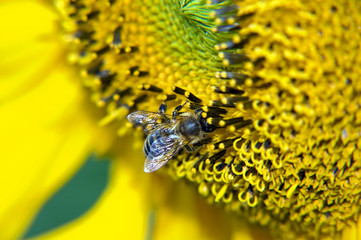 Sonnenblume