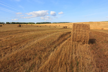 Hay and straw bales in field