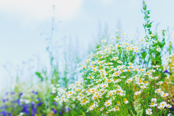 Fototapeta premium Chamomile flowers on summer meadow over blue sky