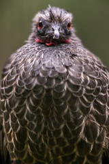 Jacuaçu (Penelope obscura) | Dusky-legged Guan photographed in Santa Teresa, Espírito Santo - Southeast of Brazil. Atlantic Forest Biome.