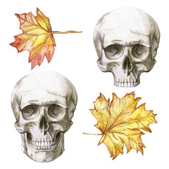 Watercolor drawing of a human skull with a mandible and no mandible for halloween series with autumn yellow leaves of a decor, prints on a white background