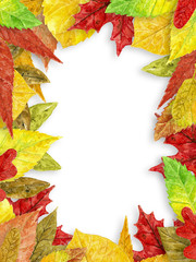 Frame made of various autumn leaves painted with watercolors on white background with space for text.