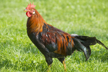 rooster in the garden on a farm - free breeding
