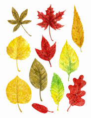 Collection of various autumn leaves painted with watercolors on white background. Elements for design.